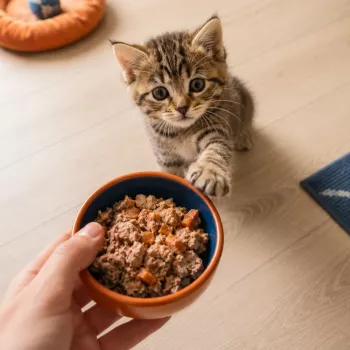 New Kitten Feeding Guide: Food, Schedule & Smooth Switches